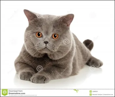 Quel est le nom de guerrier du meilleur ami de Cur de Feu ?