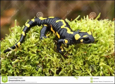 Quel est cet animal ?