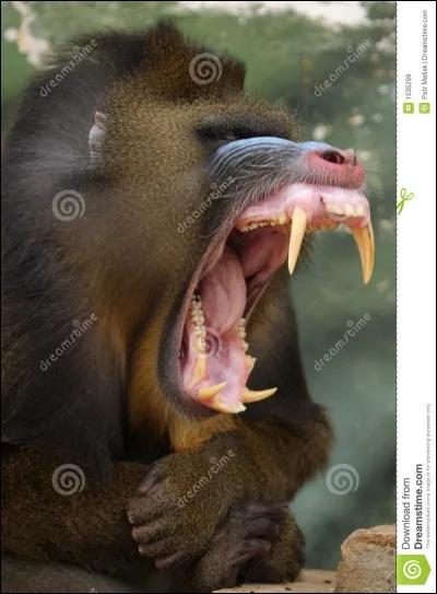 Quel est cet animal ?