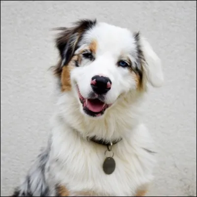 Quelle est cette race canine ?