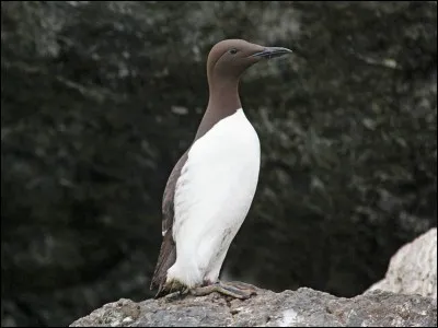 Quel est cet oiseau, lui aussi nicheur en Bretagne, que l'on trouve dans les ports principalement durant sa migration ?