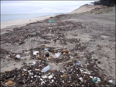 Sur les digues ou les jetées on trouve souvent de petites plages, où s'accumulent de belles laisses de mer. Ces amas d'objets rapportés par la marée attirent...