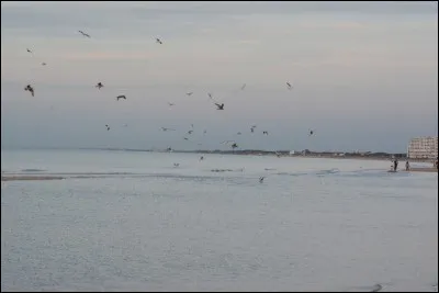 En observant la migration au mois d'octobre depuis les ports du nord de la Manche on a beaucoup de chances de tomber sur...
