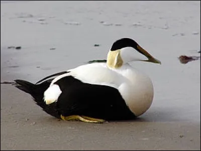 Quel est ce canard marin, visiteur commun des ports de novembre à février ?