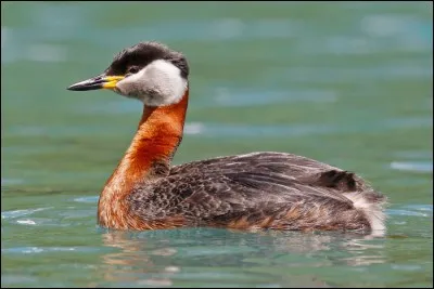 Quel est cet oiseau, rare en France, mais qui est facilement observable lorsqu'il hiverne dans un port ?