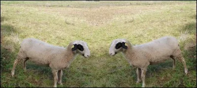 De quelle race sont ces beaux moutons blancs portant lunettes noires ?