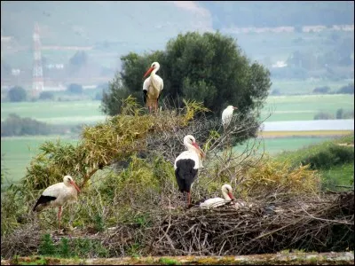 Les cigognes vivent près des :