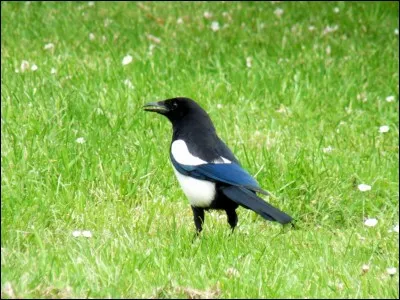 De quoi se nourrit la pie bavarde ?