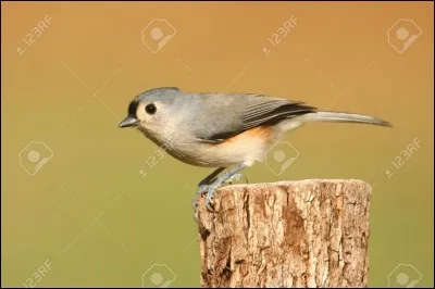 De quoi se nourrit la mésange bicolore ?