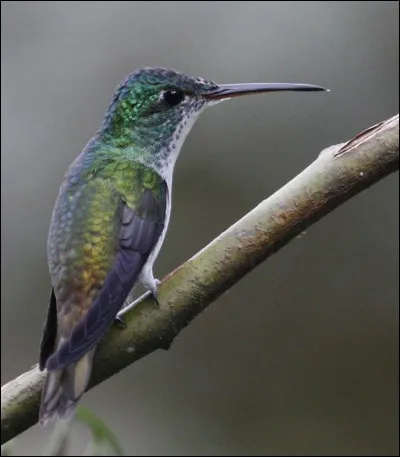 De quoi se nourrit l'Ariane à ventre gris ?