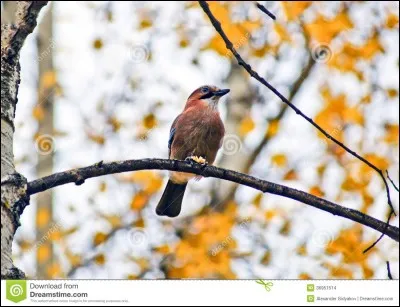 Pourquoi les oiseaux vont-ils sur une branche ?