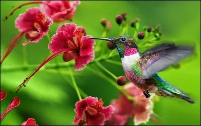 Combien de fois environ les colibris battent-ils des ailes ?
 (par seconde)