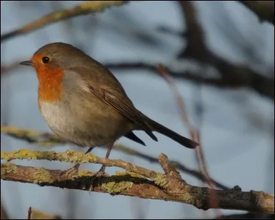 Où peut-on essentiellement observer les rouges-gorges et les étourneaux ?