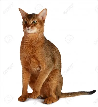 Quelle est cette race ?