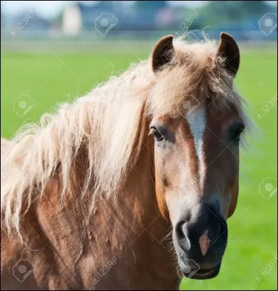 Comment s'appelle le trait blanc sur la tête des chevaux ?