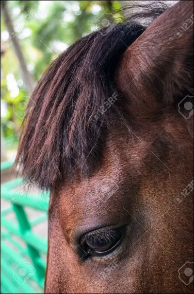 Comment appelle-t-on la boule de crins sur la tête du poney ?