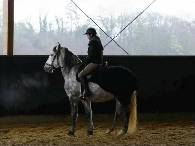 Comment s'appelle la partie arrière du poney ?