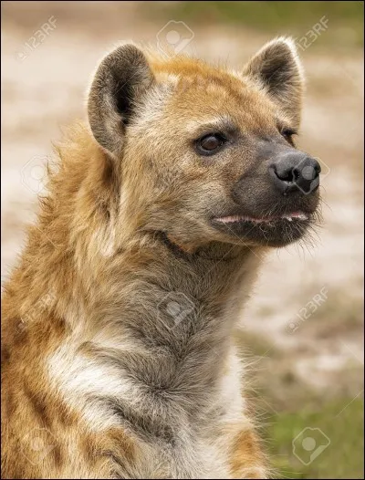 Comment s'appelle cet animal ?