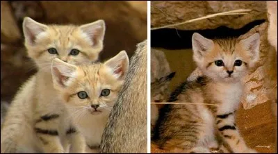 Comment s'appelle cet animal ?