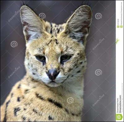 Comment s'appelle cet animal ?