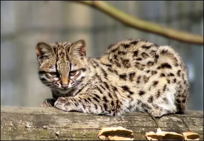 Comment s'appelle cet animal ?