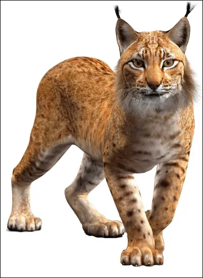 Comment s'appelle cet animal ?