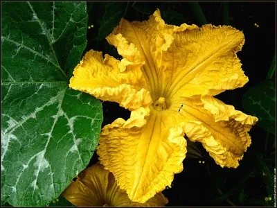 Fleurs ou revêtement extérieur !