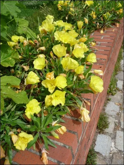 Fleur ou âne sauvage !