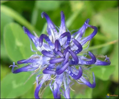 Fleur ou princesse Disney !