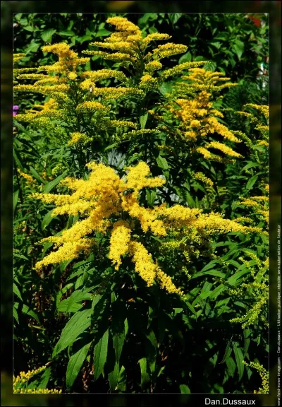 Fleur ou partie de l'anatomie que la décence, ici, m'interdit de préciser davantage !