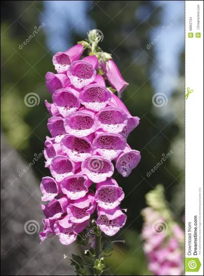 Fleur ou empreinte !