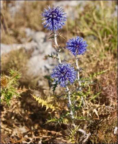 Fleur ou animal marin !