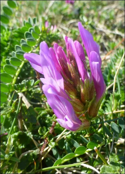 Fleur ou os du tarse !