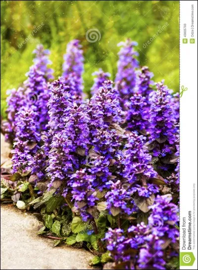 Fleur ou instrument de musique !