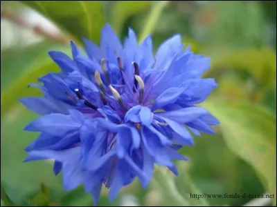 Fleur ou jeune footballeur français !