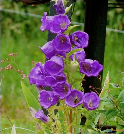 Fleur ou instrument temporel !