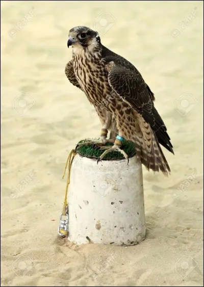 Il est réputé pour être l'oiseau le plus rapide du monde en piqué.