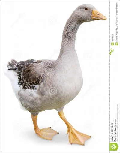 On peut voir cet oiseau dans un jeu de société.