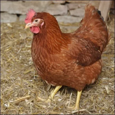 Quel est le mâle de la poule ?