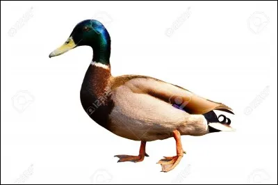 Lequel de ces oiseaux fait "coin-coin" ?