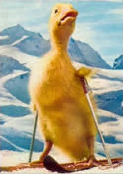 Comment s'appelle ce canard ?