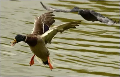Utilise-t-on le canard, dans une expression, lorsqu'il fait chaud ?