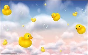Quiz Oiseaux