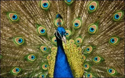 Un membre m'a donné des noms d'oiseau. Que m'a-t-il fait ?