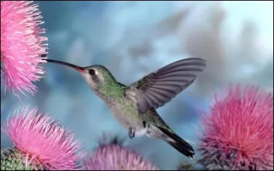 Être le _____ de la farce.