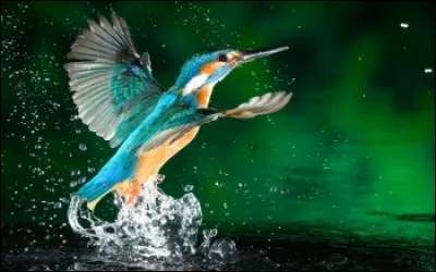 Quel oiseau êtes-vous si vous vous faîtes duper ?