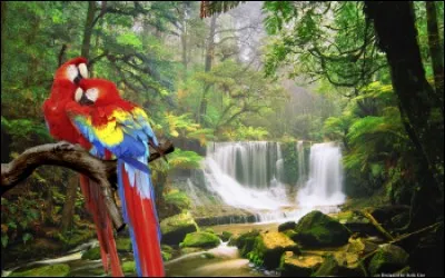 Si je suis un drôle d'oiseau, je suis :