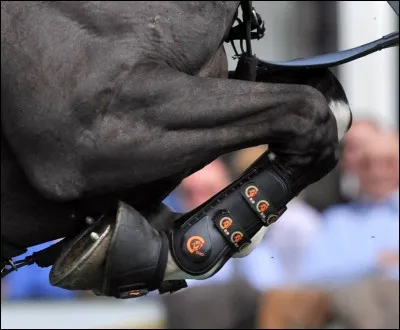 Je suis sur les antérieurs, je protège les tendons et sers pour le travail. Qui suis-je ?