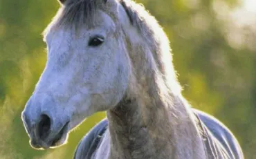 Quiz Galop 2