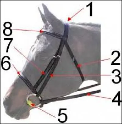 À quel numéro correspond le mors ?